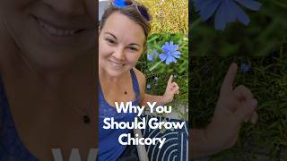 Grow this quotWeedquot wildflowers gardentips growyourownfood [upl. by Stevy]