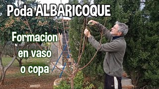 Segunda PODA al albaricoquero damasco chabacano Árbol de albaricoque [upl. by Sillyhp]