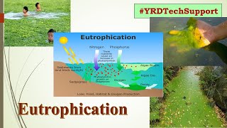 Eutrophication and Eutrophication Process [upl. by Lily]