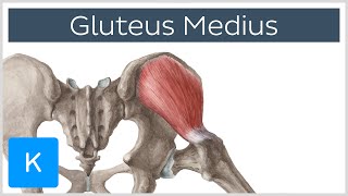 Gluteus Medius Muscle Origin Insertion Innervation amp Function  Anatomy  Kenhub [upl. by Layol830]