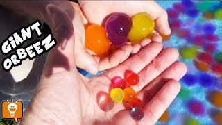 BIGGEST ORBEEZ HUGE WATER BALLOON BREAKS OPEN  HobbyFamily Fun [upl. by Festatus]