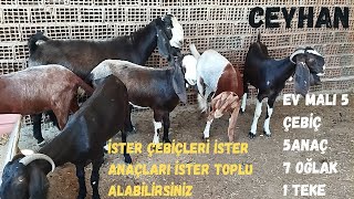 EV MALI 18 ADET HALEP KEÇİLERİ 5 ANAÇ 5 ÇEBİÇ 7 OĞLAK VE TEKE 05536206138 YER CEYHANhalepgoat [upl. by Akemahc]