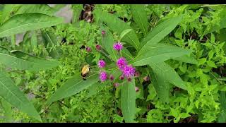 snowberry clearwing moths at NY ironweed [upl. by Annie]