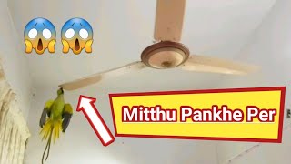 Mitthu Pankhe Per😱👆😱  Indian Ringneck Parrot  Talking Parrot [upl. by Nnairol688]