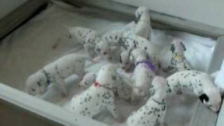 Dalmatian Puppies Eleven of Them 90 shy of 101 Dalmatians [upl. by Weldon504]