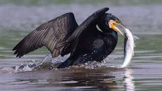 Indian cormorant fishing in group [upl. by Con]