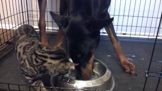 Doberman and Bengal Cat Sharing Dinner [upl. by Adnyleb268]