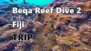 Diving Beqa Reef Fiji [upl. by Akeyla688]