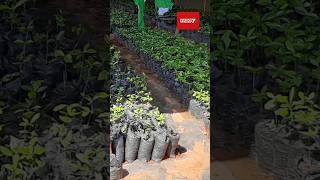 Burkina Faso  Évolution satisfaisante des pépinières de café cacao et banane plantain [upl. by Lamaaj999]