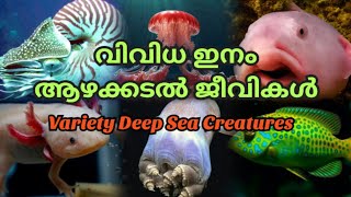 Variety Deep Sea Creatures [upl. by Adnawak451]