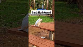 Grants Picnic Ground australia victoria melbourne cokatoo birds nature fyp [upl. by Siana]