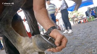 HERRADA de un CABALLO Colombia 4k [upl. by Anirtik566]