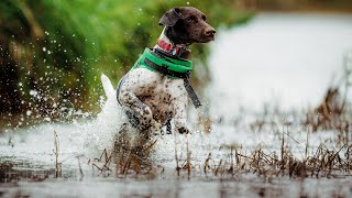 How To Keep Your German Wirehaired Pointer Healthy and Happy [upl. by Lenci798]