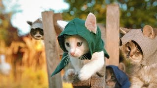 Assassins Kittens [upl. by Anitra]