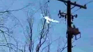 Electric Arc Between Powerlines [upl. by Kalman]