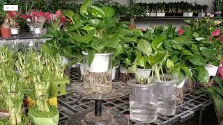 Expert Horticulturist Shares Top Hydroponic Secrets [upl. by Cherish138]