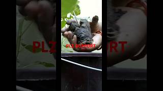 Aralia plant repotting grow by cutting  shorts [upl. by Nnyluqcaj]