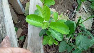 Minhas plantinhas [upl. by Decima565]