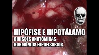 Hipotálamo Hipófise e Hormônios  Sistema NervosoEndócrino  Anatomia Humana  Vídeo Aula 156 [upl. by Naillig]