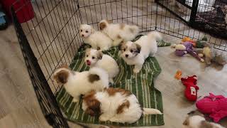 Coton de Tulear Puppies For Sale  Kaley  112823 [upl. by Ijar465]