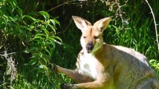 Rednecked Wallaby Macropus rufogriseus banksianus feeding on leaves [upl. by Eberto]