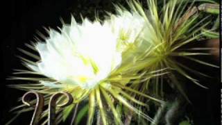 Nightblooming cereus cactus flower timelapse [upl. by Dleifrag]