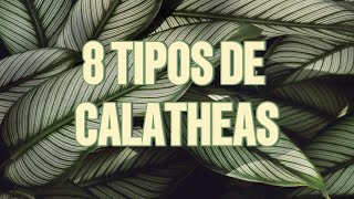 8 Tipos de CALATHEAS hermosas y Cuidados riego reproduccion enfermedades y más plantasgrandes [upl. by Gnuhc]