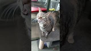 Cat Meows Compilation 79 [upl. by Ahsienek347]