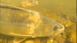 Walleye in Conesus Lake Marsh [upl. by Ybhsa500]