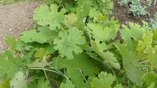 Macleaya cordata Willd R Br čes makleja srdčitá [upl. by Schaper431]