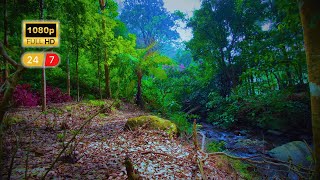 Beautiful nature video of autumn leaves falling along with sound of flowing river water 1080p video [upl. by Ailemor]