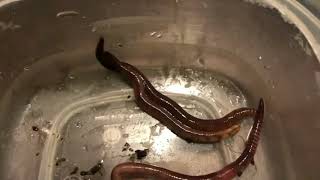 Comparison of 4 Composting Worms [upl. by Annaigroeg]