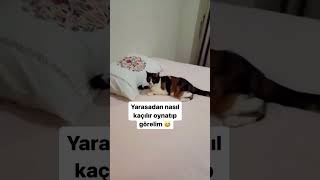 Sen onu nereden buldun da yakaladın 🥹 duet catvideos cat cute [upl. by Ardnuassak]