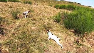 Formation à la chasse en montagne dune jeune Braque Français Episode 3 [upl. by Toland894]