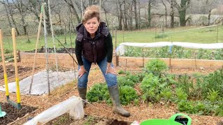 Inis moestuin 48  Tomaten wortels en radijs zaaien amp zoete aardappel stekken [upl. by Ibby]