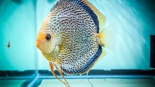 Beautifull Rear fish DiscusFeedingCareBreeding Discus Fish [upl. by Ydnew]