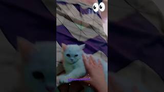 Cat Play Bhurbhuri  Saat Samundar Song Dance Cat kids kidcat cute catlovers [upl. by Hermy108]