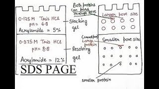 SDS PAGE  Sodium Dodecyl Sulfate  Polyacrylamide Gel Electrophoresis  For MSc [upl. by Eilyab107]