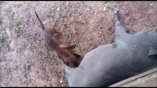 Dachshund grooms warthog for ticks [upl. by Tiffany713]