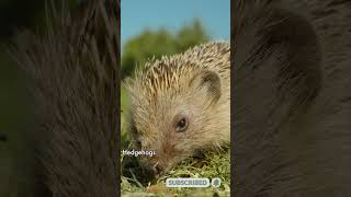 Discover the Fascinating Lives of Adorable Hedgehogs Part 1 [upl. by Aztilay]