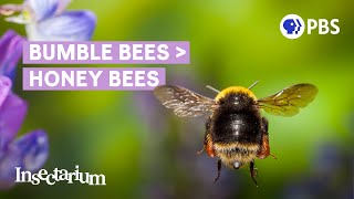 Why Bumble Bees Are the Fuzzy Heroes We Need [upl. by Cecil171]