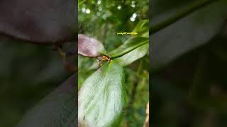 സൂക്ഷിക്കുക  ഈ സസ്യം മാത്രം മതി മരങ്ങളെല്ലാം നശിക്കാൻPrakruthi Malayalam shortvideo shortfeed [upl. by Marquardt503]