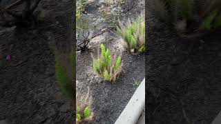 Foxtail Fern  Spring 2024  Sprengers asparagus [upl. by Rannug343]