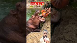 Dariyai ghoda ka videozoo videosdariyai ghoda kaise khana khata hai video animalshippowildlife [upl. by Inanuah]