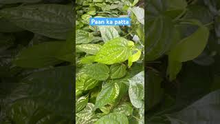 Paan ka patta nature wildlifekingdom [upl. by Assilim]