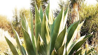 Lo Bueno Del Maguey 🌺 Hoja De Maguey Para Que Sirve [upl. by Norward]