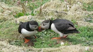 Puffins Skomer Island Wales 8th May 2016 [upl. by Azenav]