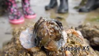 crabs moulting mue dun crabe sanguin Hemigrapsus sanguineus [upl. by Sackville]