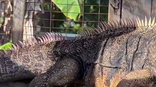 Cuban Iguana Cyclura nubila nubila Giant ground iguanas from the West Indies over 5 Very Tame [upl. by Allicirp789]