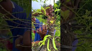 First Lineup My Tamarind Tree  Bonsai  Sani Bonsai Zone bonsai gardening [upl. by Alian]